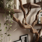 Solid Wood Wall Shelf Driftwood Root Branching Floating Shelves for Living Room