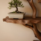 Solid Wood Live-Edge Branch Wall Shelf with Multiple Tiers for Bonsai and Books