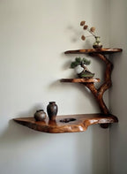 Solid Wood Live-Edge Branch Wall Shelf with Tiered Ledges for Bonsai Display