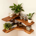 Solid Wood Wall Shelf with Sculptural Tree-Branch Live-Edge Base for Plants